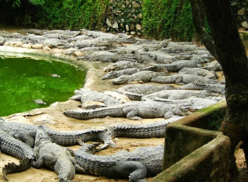 Crocodile Rehabilitation and Research Centre